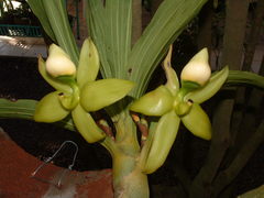 Cycnoches ventricosum