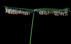 Dactyloctenium australe