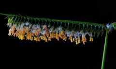 Dactyloctenium australe