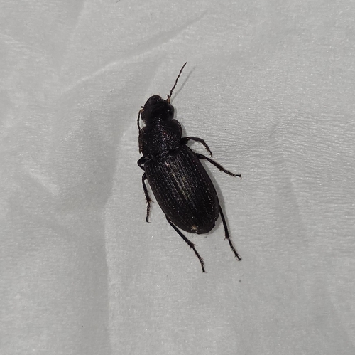 Platymetopus flavilabris
