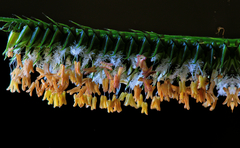 Dactyloctenium australe