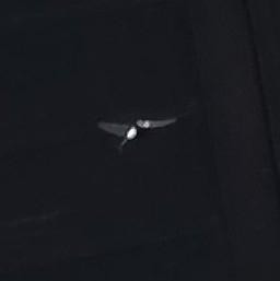Pied Skimmer
