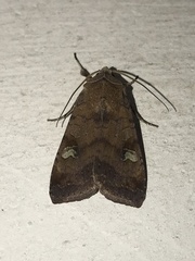 Diarsia canescens