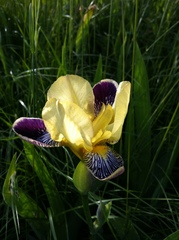 Iris × hybrida