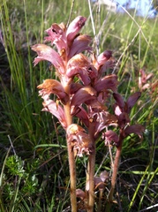 Orobanche caryophyllacea