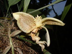 Stanhopea dodsoniana