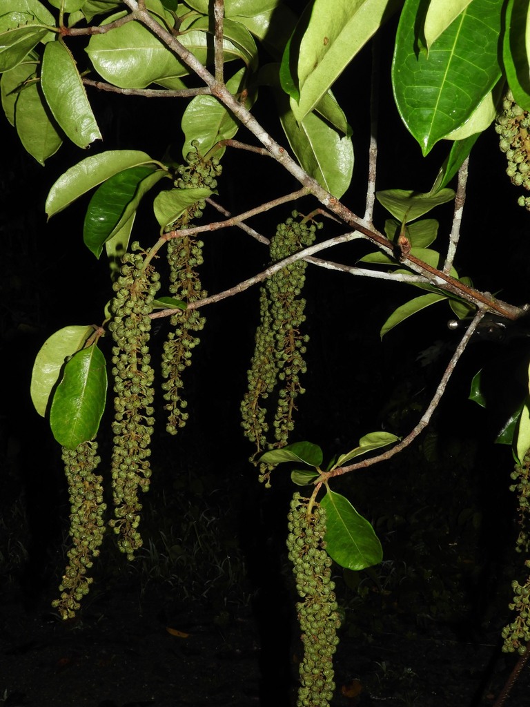 Spachea
