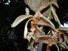 Stanhopea dodsoniana