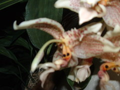 Stanhopea dodsoniana