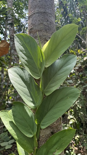 Rhaphidophora korthalsii, photograph 2