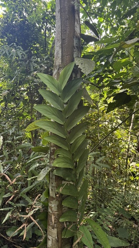 Rhaphidophora korthalsii, photograph 3