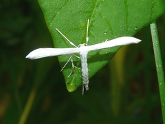 Hellinsia homodactylus