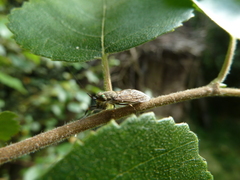 Haematopota pluvialis