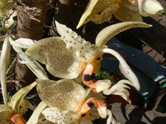 Stanhopea dodsoniana