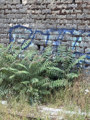 tree-of-heaven