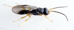 Gonatopodinae