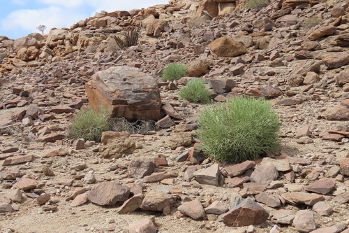 Euphorbia rhombifolia, photograph 4