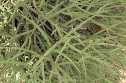 Euphorbia rhombifolia, photograph 5
