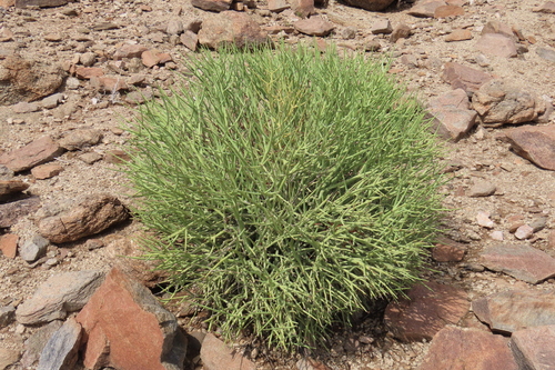 Euphorbia rhombifolia, photograph 3