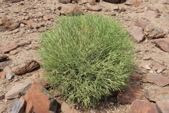 Euphorbia rhombifolia, photograph author not stated, no rights reserved