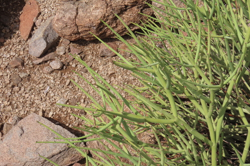 Euphorbia rhombifolia, photograph 6
