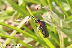 Polemius denticornis