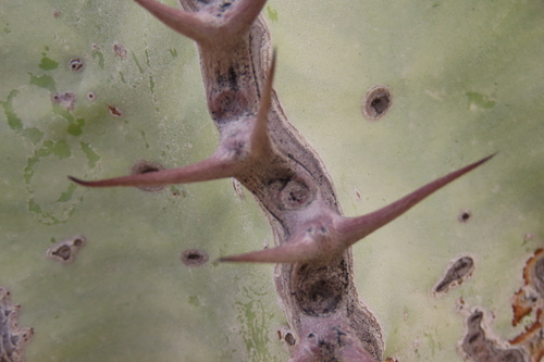 Euphorbia virosa, photograph 3