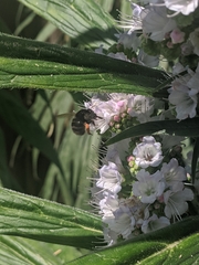 Anthophora plumipes