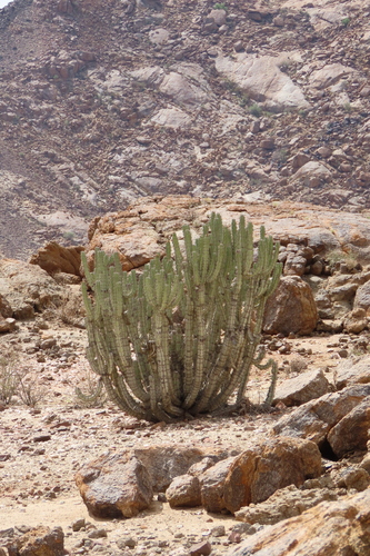 Euphorbia virosa, photograph 4