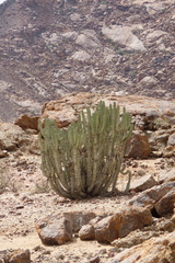 Euphorbia virosa, photograph author not stated, no rights reserved