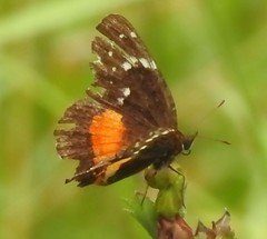 Chlosyne lacinia image