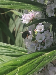 Anthophora plumipes