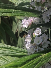 Anthophora plumipes