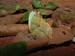 Zaretis callidryas