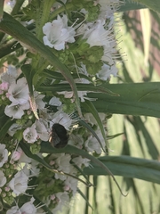 Anthophora plumipes