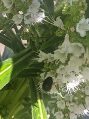 Anthophora plumipes