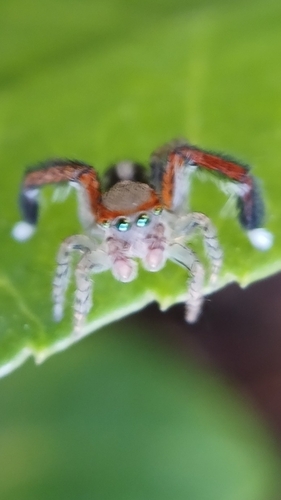 Beardfooted spider