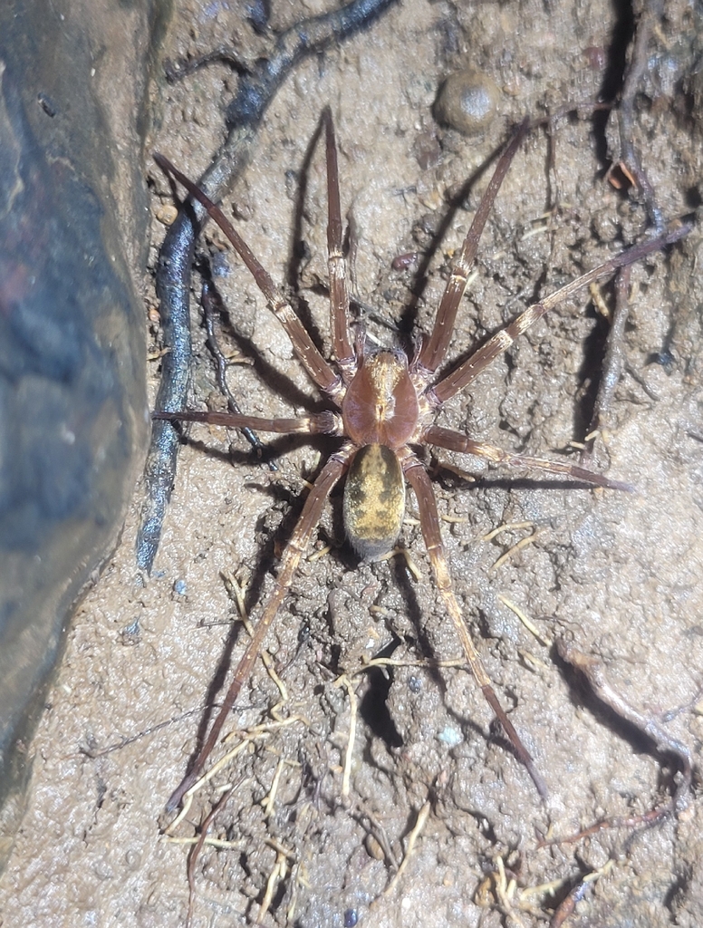 Isoctenus corymbus