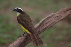 Myiozetetes cayanensis