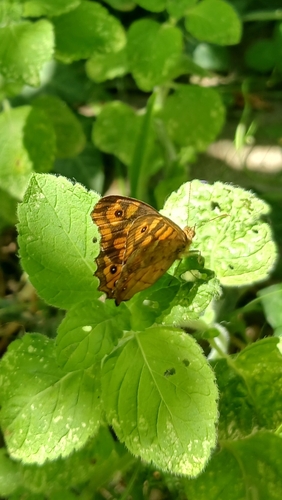 Speckled Wood