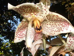 Stanhopea dodsoniana