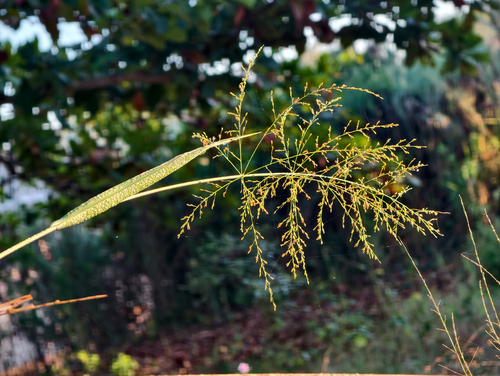 Panicum maximum iNat (1)
