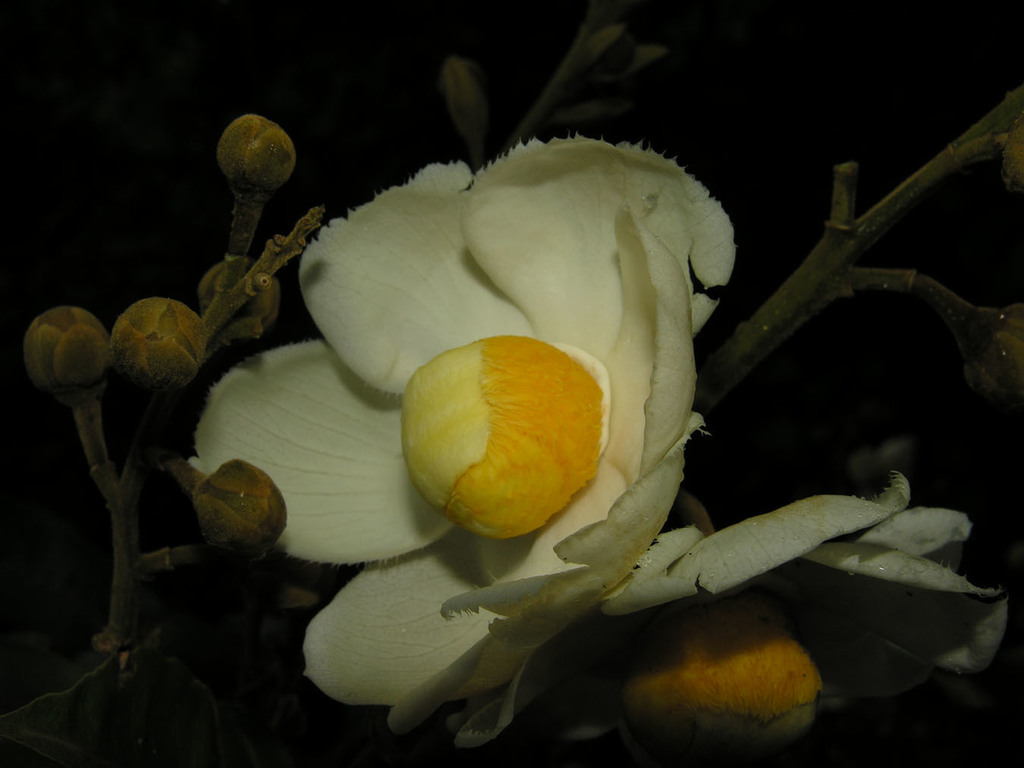 Couratari scottmorii