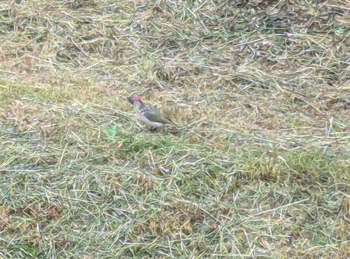 Eurasian Green Woodpecker