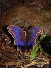 Eryphanis aesacus