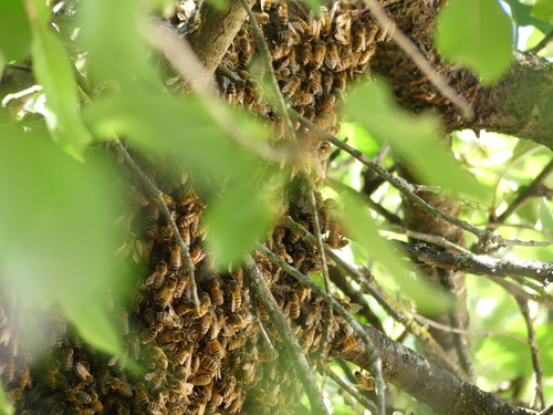 Western Honey Bee