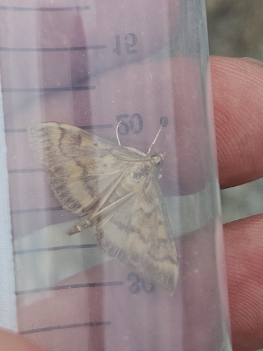 European Corn Borer Moth