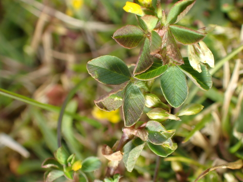 Trifolium micranthum, 2026-05-12