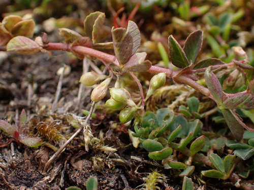 Trifolium micranthum, 2026-05-12