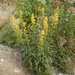 Downy Goldenrod - Photo (c) Étienne Léveillé-Bourret, some rights reserved (CC BY-NC), uploaded by Étienne Léveillé-Bourret